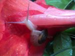 Beauty Of Snail